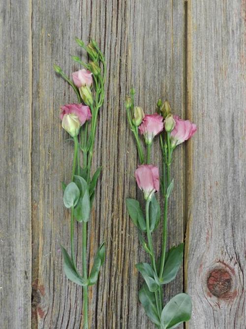PINK LISIANTHUS